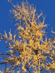 Larix laricina