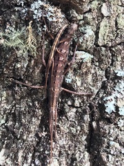 Anisomorpha ferruginea