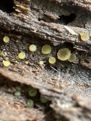 Ascobolus lignatilis