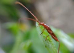 Chenoderus testaceus