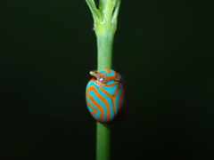 Hemisphaerius binduseni