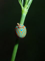 Hemisphaerius binduseni