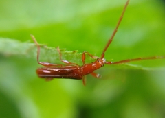 Chenoderus testaceus