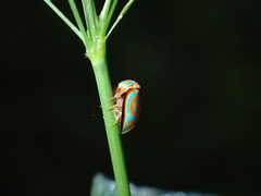 Hemisphaerius binduseni