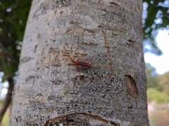 Chenoderus testaceus