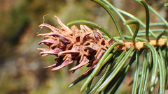 Adelges lariciatus