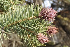 Adelges lariciatus