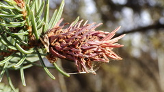 Adelges lariciatus