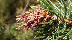 Adelges lariciatus