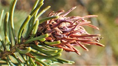 Adelges lariciatus
