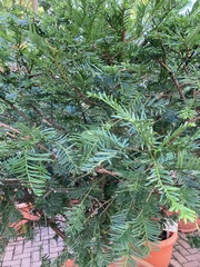 Taxus chinensis