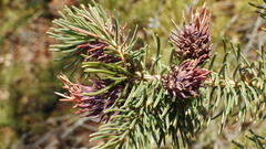 Adelges lariciatus