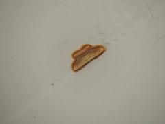 Drapetodes mitaria