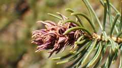 Adelges lariciatus