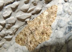 Racotis boarmiaria