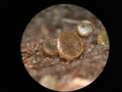 Ascobolus lignatilis