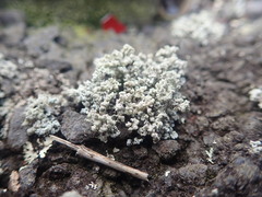 Stereocaulon corticatulum