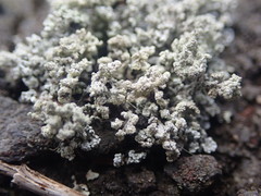 Stereocaulon corticatulum