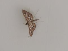 Nausinoe geometralis