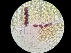 Ascobolus lignatilis