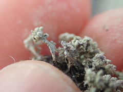 Stereocaulon corticatulum