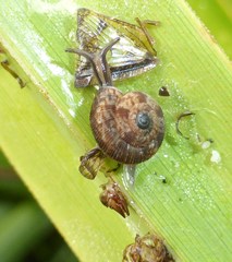 Phenacohelix