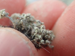 Stereocaulon corticatulum