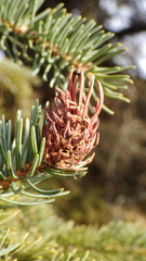 Adelges lariciatus