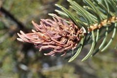 Adelges lariciatus