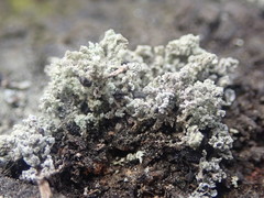 Stereocaulon corticatulum