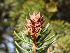 Adelges lariciatus