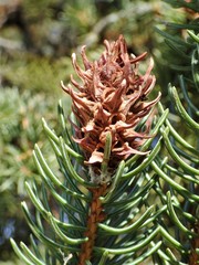 Adelges lariciatus