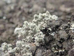 Stereocaulon corticatulum