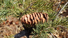 Adelges lariciatus