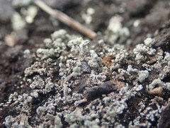 Stereocaulon corticatulum