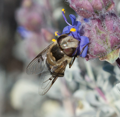 Copestylum apiciferum