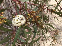 Eucalyptus calycogona