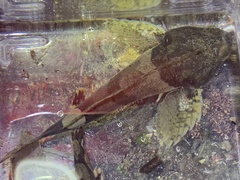 Artedius notospilotus