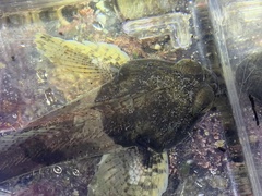 Artedius notospilotus