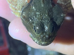 Artedius notospilotus