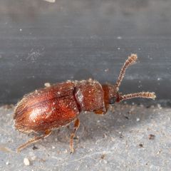 Cryptophagus setulosus