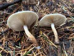 Pholiota decorata