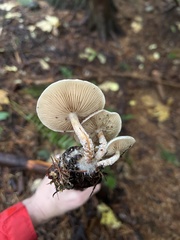 Pholiota decorata
