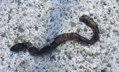Lumbricus terrestris