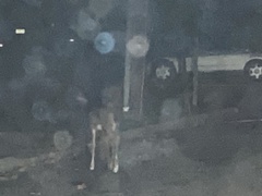 Odocoileus virginianus