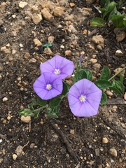 Convolvulus sabatius