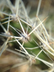 Opuntia polyacantha polyacantha