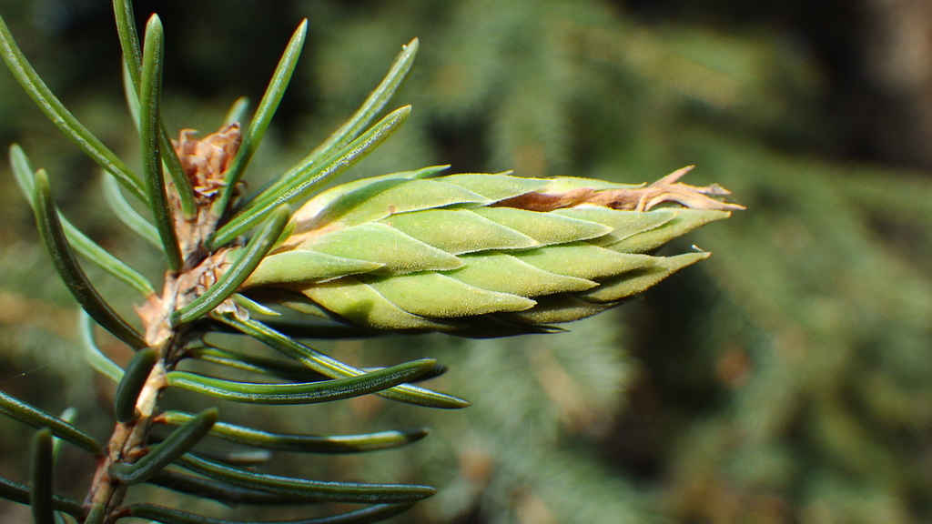 Pine Leaf Adelgid