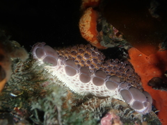 Pentagonaster pulchellus