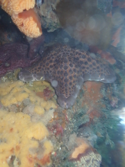 Pentagonaster pulchellus